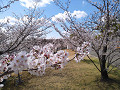 0403 (37)_thumb.jpg